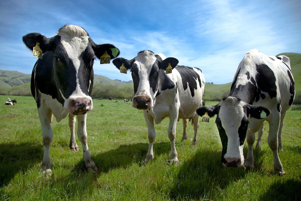 Cows on a farm.