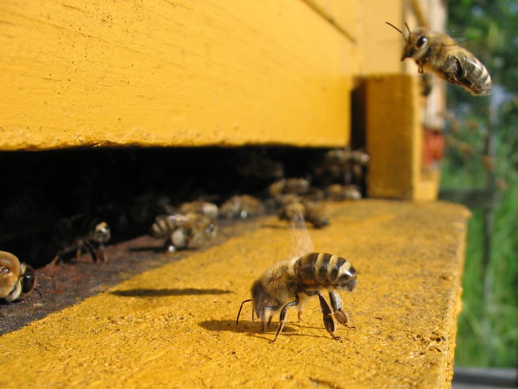 Bees at an entrance to a hive. 