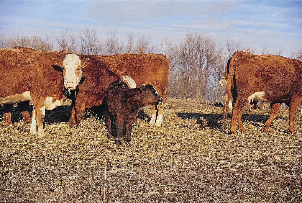 American Cattlemen November 2011