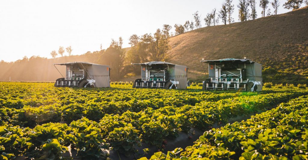 3 robots harvesting strawberries