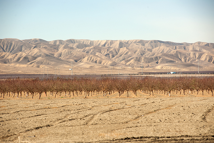 Dry fields and bare trees at Panoche Road, looking west near San Joaquin, CA.   