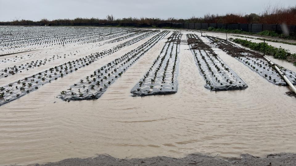 Flooded Strawberry field