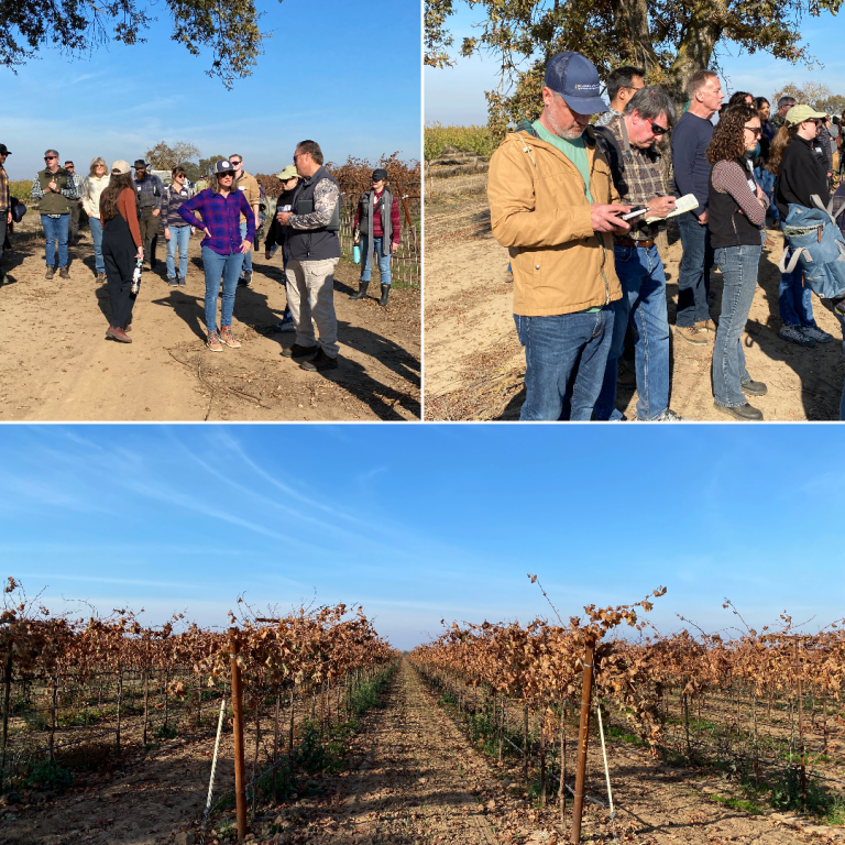 Healthy Soils Week — A Look At Cover Cropping And Livestock Grazing In ...