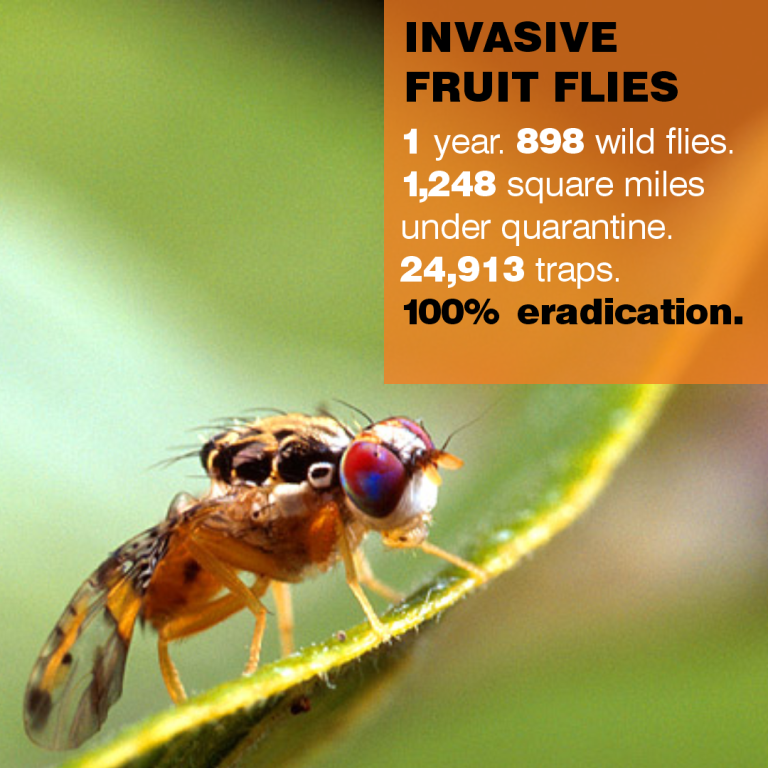 Progress For Californians Keeping Invasive Species At Bay CDFA s Progress For Californians Keeping Invasive Species At Bay Cdfa S