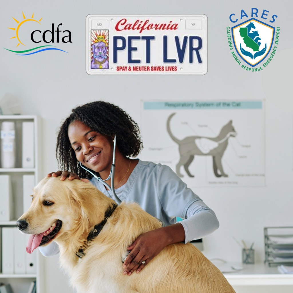Image of a veterinarian checking a golden-haired dog in a clinic, with a "PET LVR" license plate at the top of the image, with "Spay and Neuter Saves Lives" along the bottom of the plate.